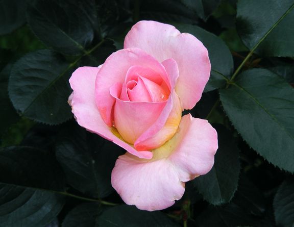 Elle photo el2013_06020072_zps329b2b2e.jpg